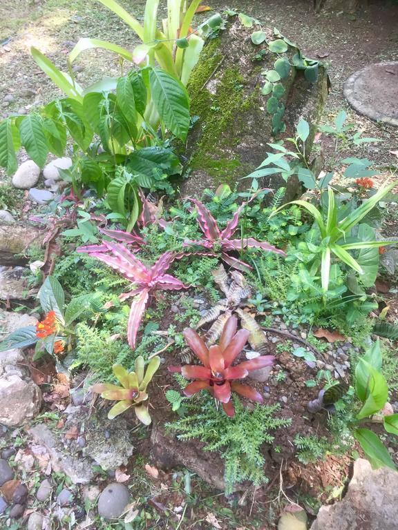 Jungle Beach Bungalow With Ac & Fiber Optic Puerto Viejo de Talamanca المظهر الخارجي الصورة